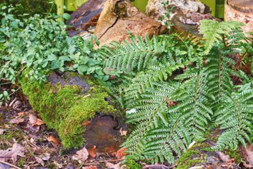 Moss, garden or wood fern in nature for botanical...