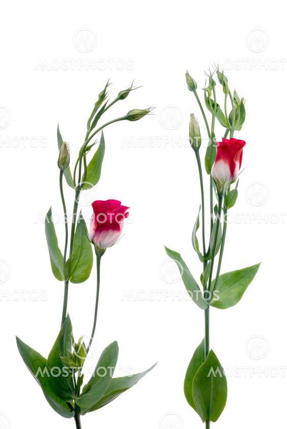 Beautiful red flowers