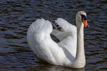 white swans who arrived in eastern Europe in the spring...