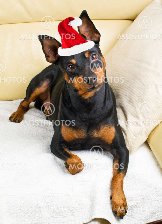 Pinscher dog on the couch with Santa Claus hat