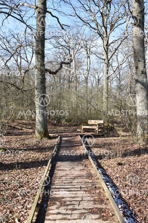 Strövstig med en träbänk i Halltorps Hage på Öland