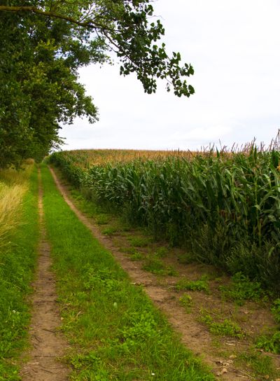 Sommarmotiv från Skåne 3