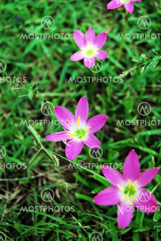 Quadruple Beauty