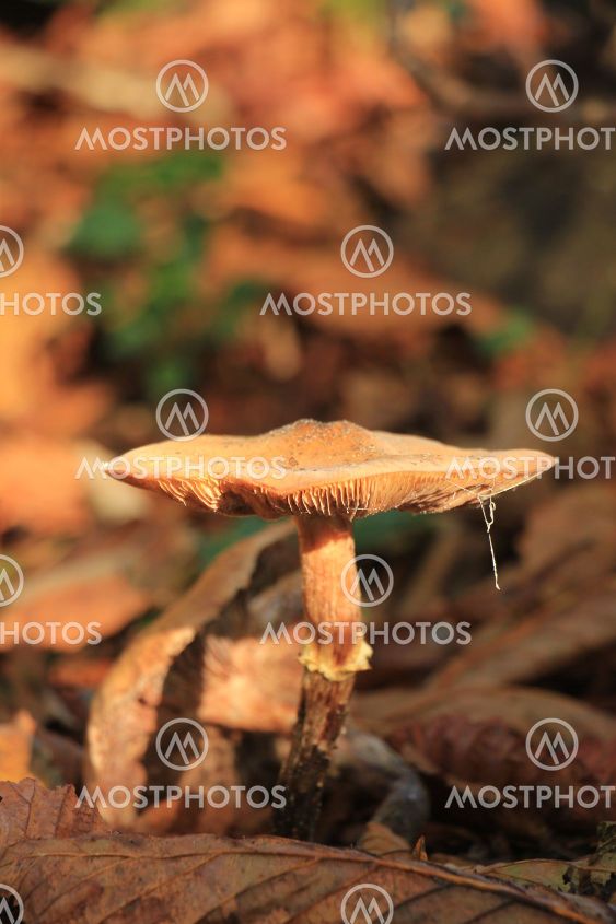 Big mushroom in the autumn