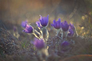 Spring flower. Nature with meadow and sunset. Seasonal...