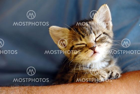 Baby cat portrait