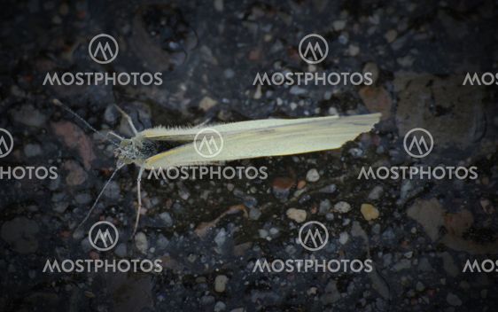Cabbage White