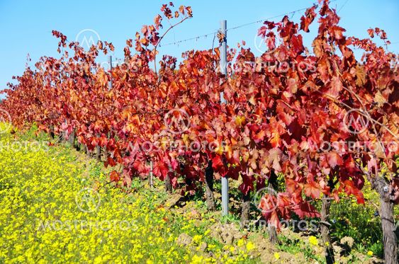 Autumn vineyard at south of Portugal