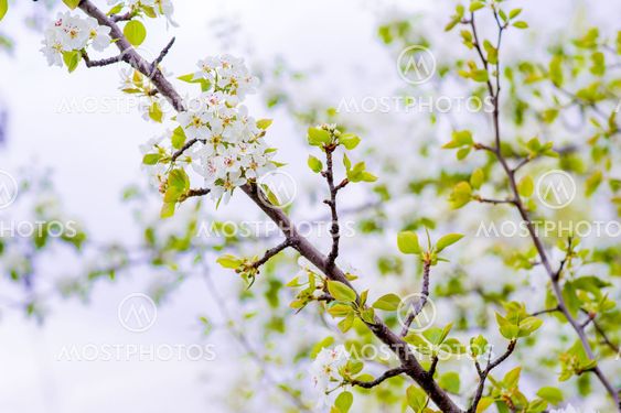 White flowers macro