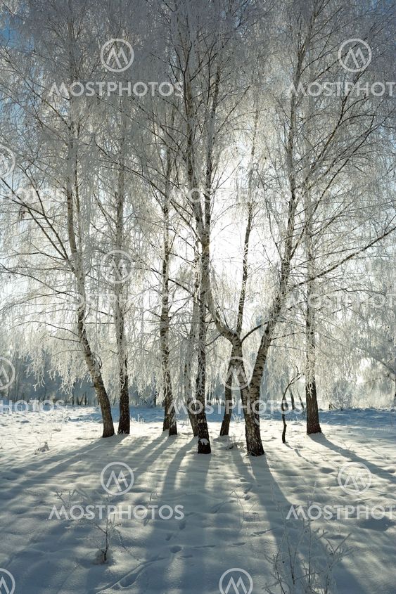 Winter forest