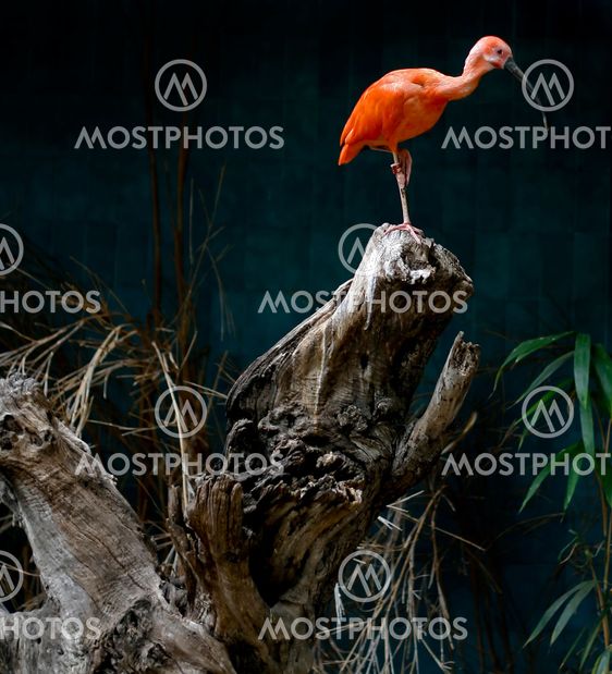 colorful bird