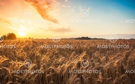Magic sunrise with wheat field