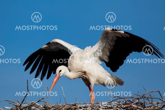 Stork, Vitoria, Alava, Spain