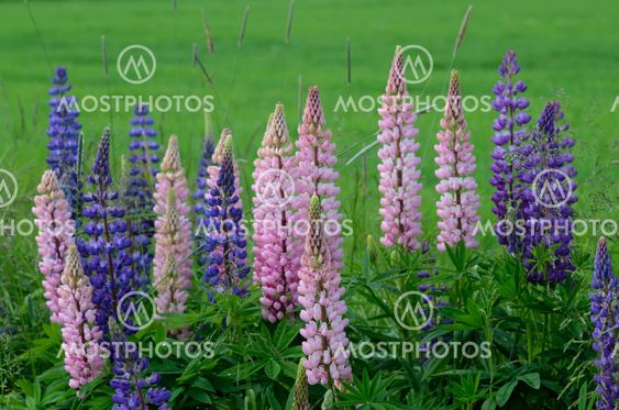 blooming lupines on the side of road