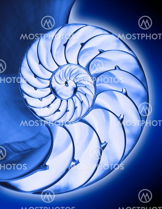 Blue negative half nautilus