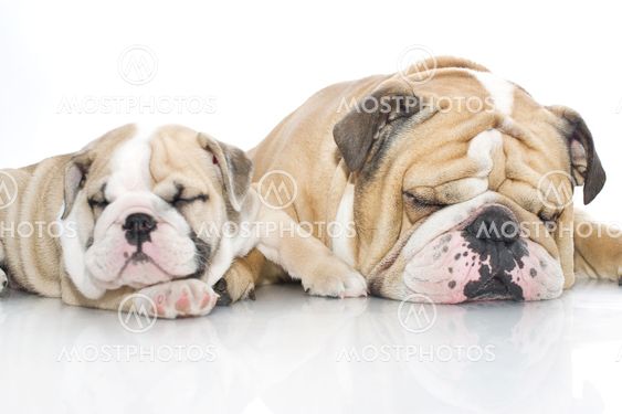 English bulldog puppy with adult bulldog isolated