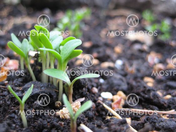 Sprouts