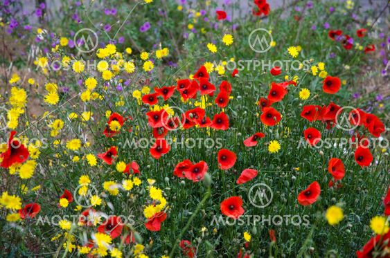 Blosson wildflowers