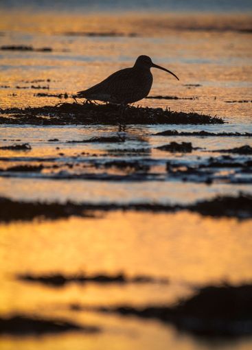 Curlew silhouetted at dusk against golden wetland backdrop