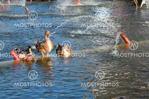 Ducks are swimming in the fountain