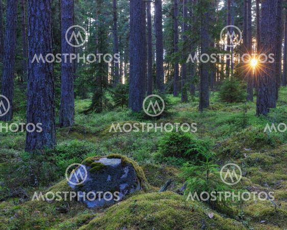 Sunlight through forest Värmland, Sweden, Europe