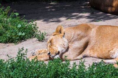 A female White Lion sleeping,
