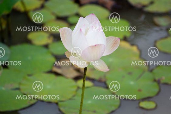 lotus flower