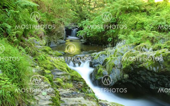 Nature in the Lake District
