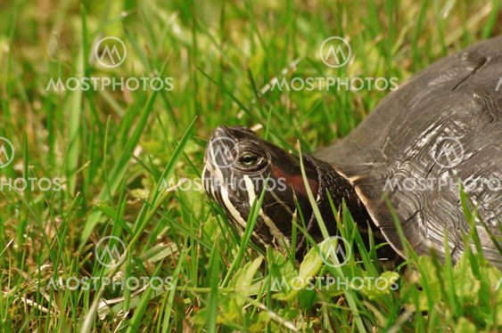 Trachemys scripta or Red-eared turtle