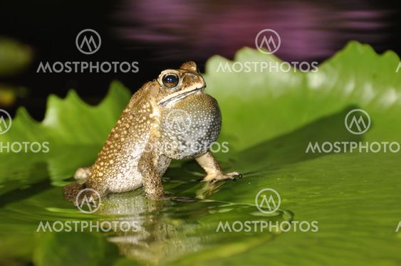 Black Spined Toad singing with a purple waterlily...