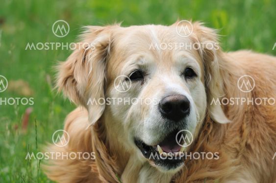 Golden retriever