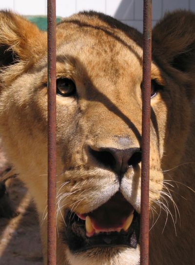 Trapped Lion