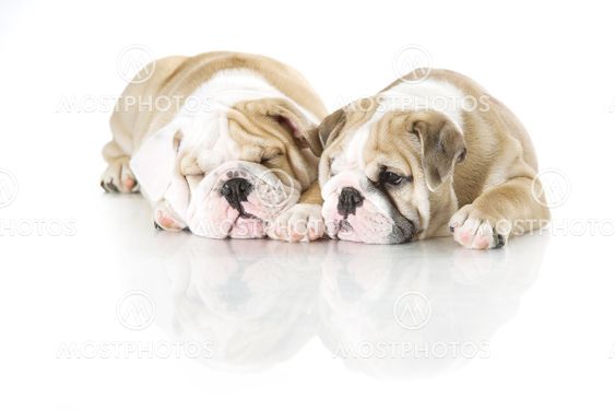 Cute english bulldog puppies isolated