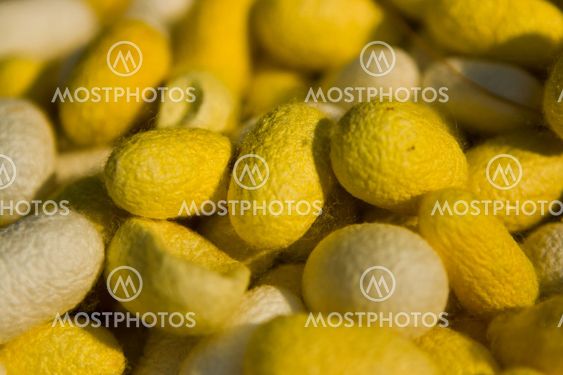 Silkworm Cocoon Detail