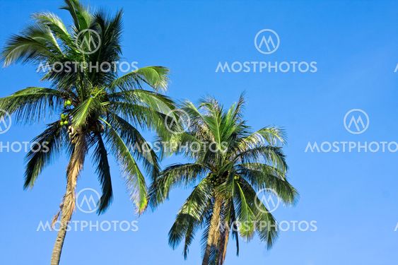 coconut palm