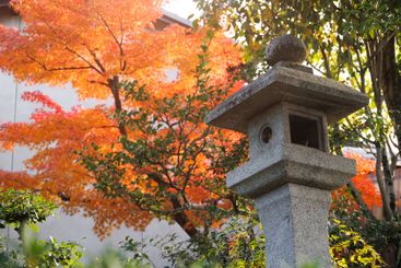 Japanese temple in red maple autumn season travel...