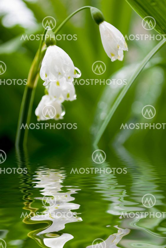 lilly of the valley