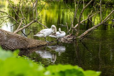 Beautiful white swans preen their feathers, drink water...