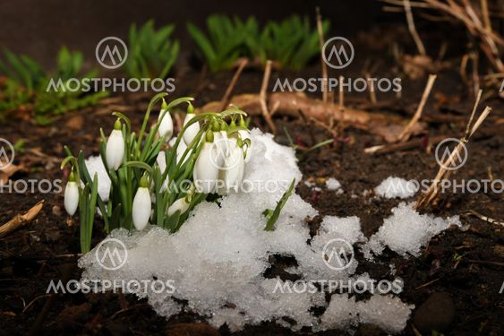Snödroppar med snö