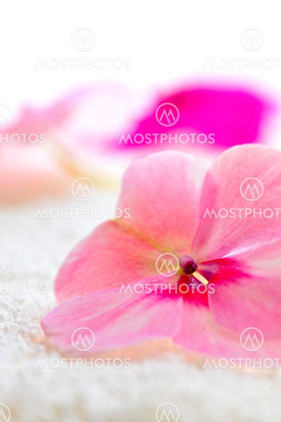 Gentle flower on luxury towel