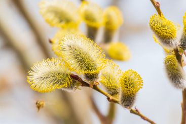 Nature awakes in spring. Blooming willow twigs and furry...