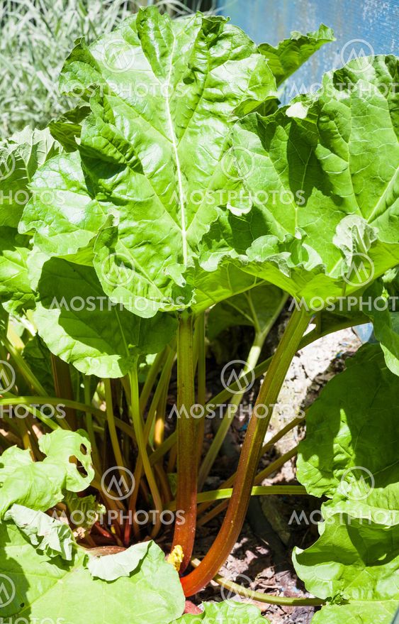 bush of Rheum plant (rhubarb, pieplant) in garden