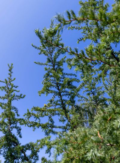 green needles on a larch tree in the spring season