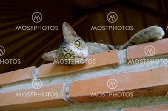 Cat lying on a wall