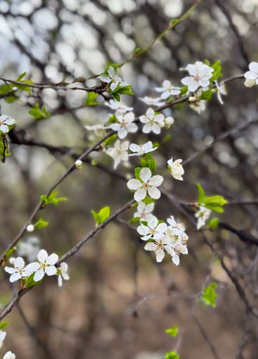 Blooming tree in the gentle sunshine branches in spring....