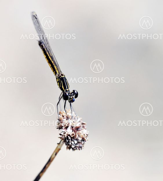 A Black Dragonfly
