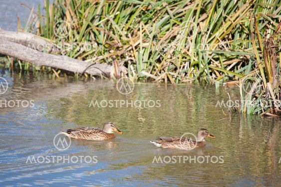 Ducks in Salburua, Vitoria, Alava, Spain