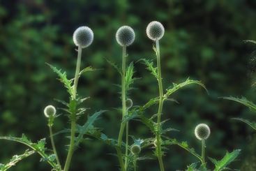 Outdoor, flower and globe thistle in nature for growth,...