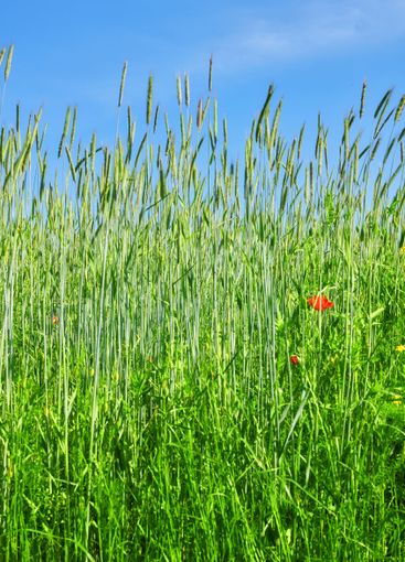 Nature, blue sky and wheat in field with sustainable,...