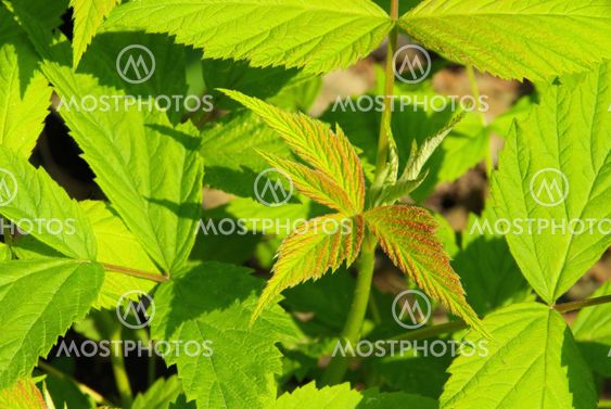 Himbeerblatt - leaf from raspberry 01
